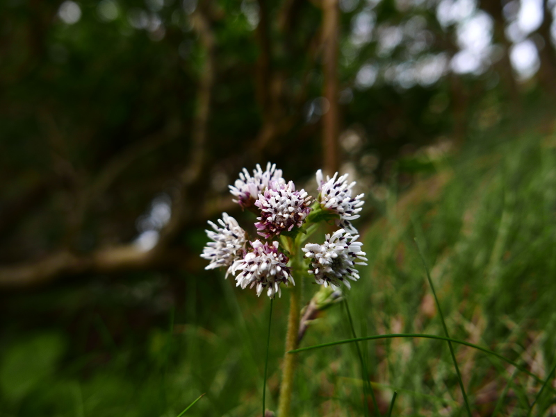 Winter Heliotrope Petasites fragrans Gallan millish