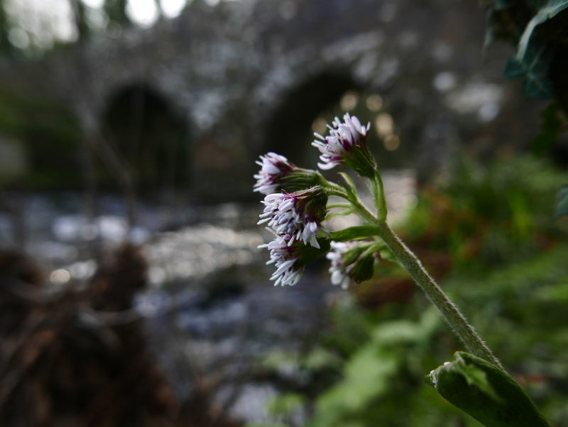 Winter Heliotrope Petasites fragrans Gallan millish