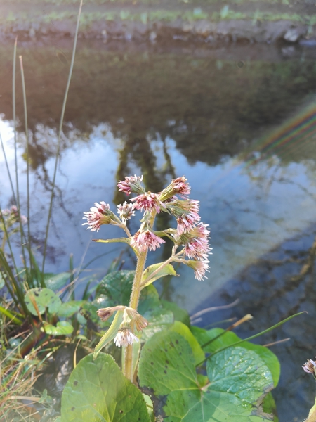 Winter Heliotrope Petasites fragrans Gallan millish