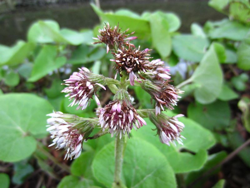 Winter Heliotrope Petasites fragrans Gallan millish