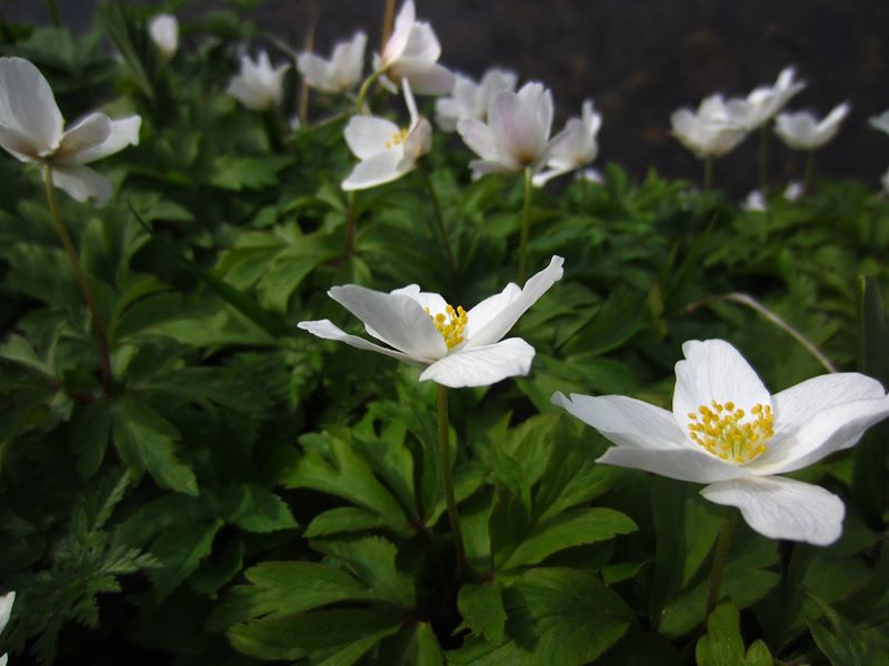 Wood Anemone Anemone nemorosa Lus-ny-geayee