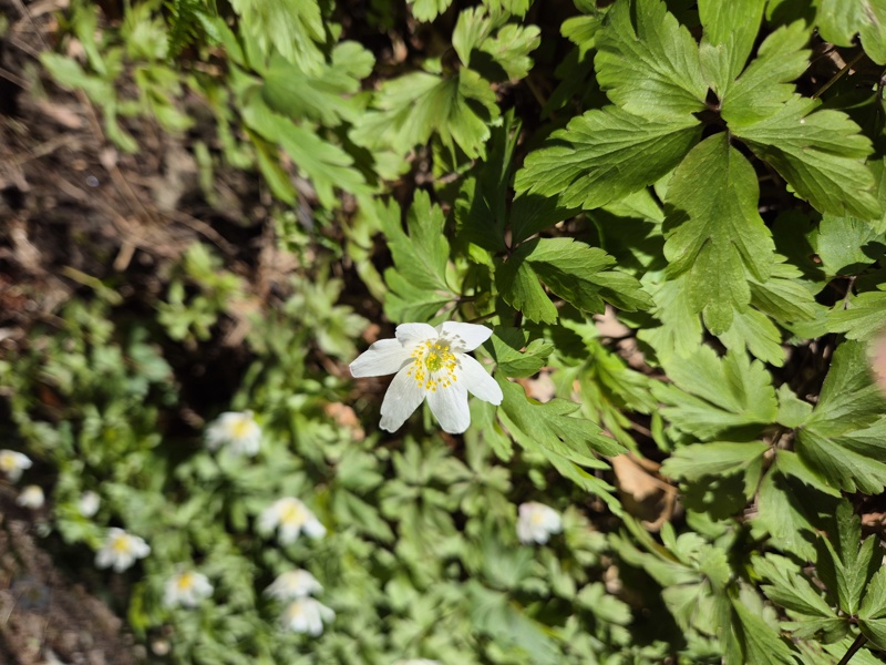 Wood Anemone Anemone nemorosa Lus-ny-geayee