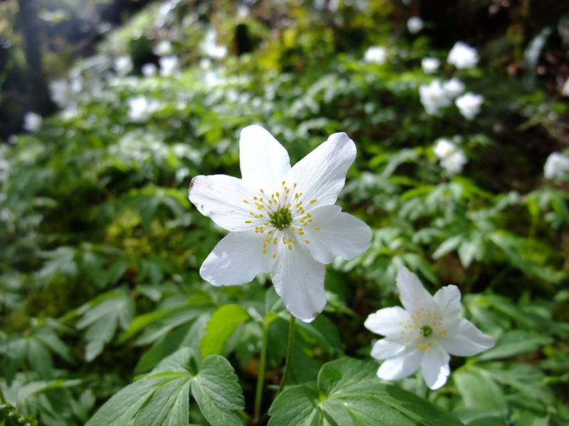 Wood Anemone Anemone nemorosa Lus-ny-geayee