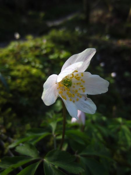 Wood Anemone Anemone nemorosa Lus-ny-geayee