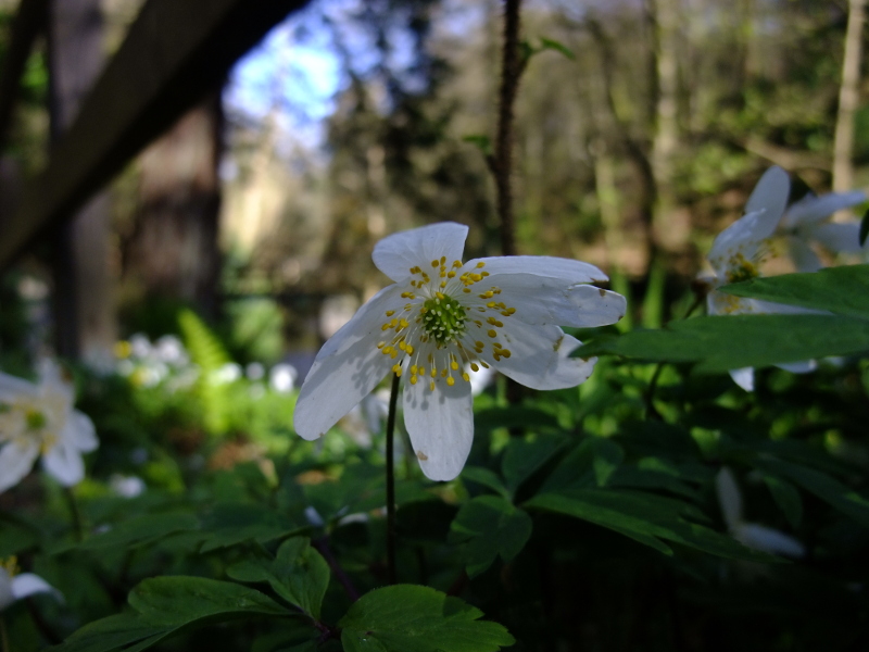 Wood Anemone Anemone nemorosa Lus-ny-geayee