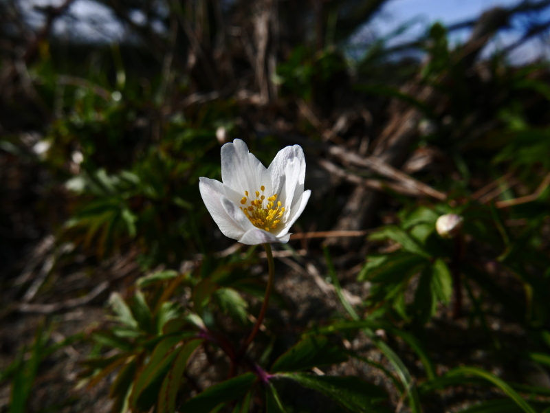 Wood Anemone Anemone nemorosa Lus-ny-geayee