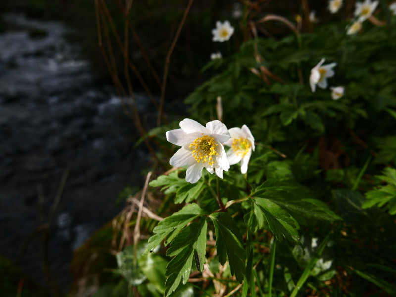 Wood Anemone Anemone nemorosa Lus-ny-geayee