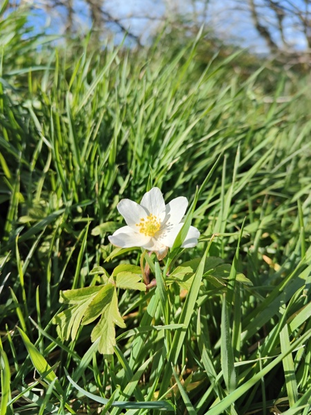 Wood Anemone Anemone nemorosa Lus-ny-geayee