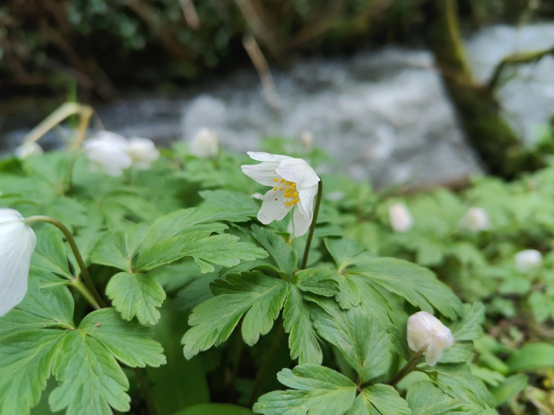 Wood Anemone Anemone nemorosa Lus-ny-geayee