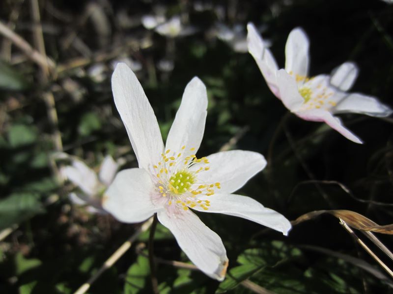 Wood Anemone Anemone nemorosa Lus-ny-geayee