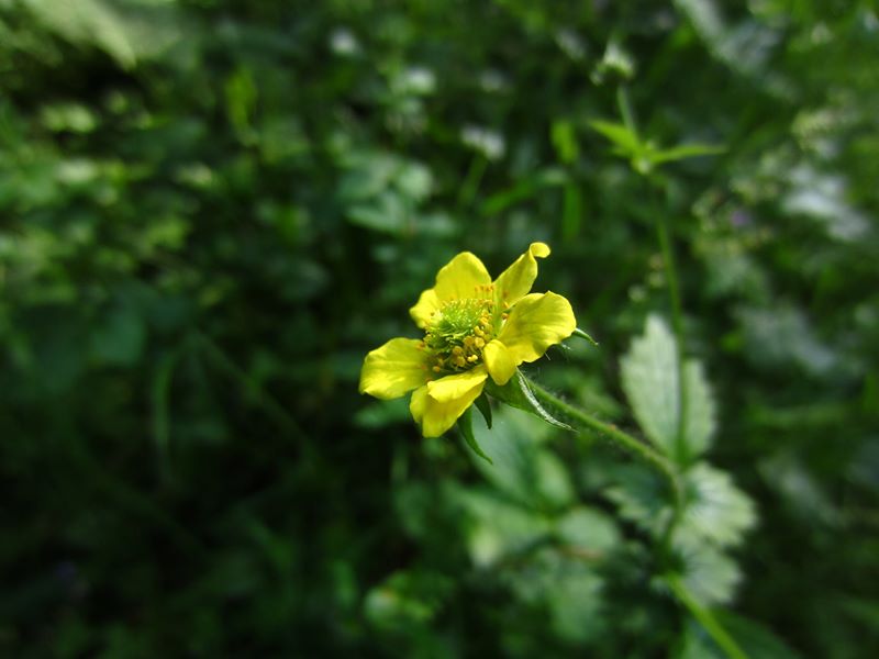 Wood Avens Geum urbanum maghyl keylley