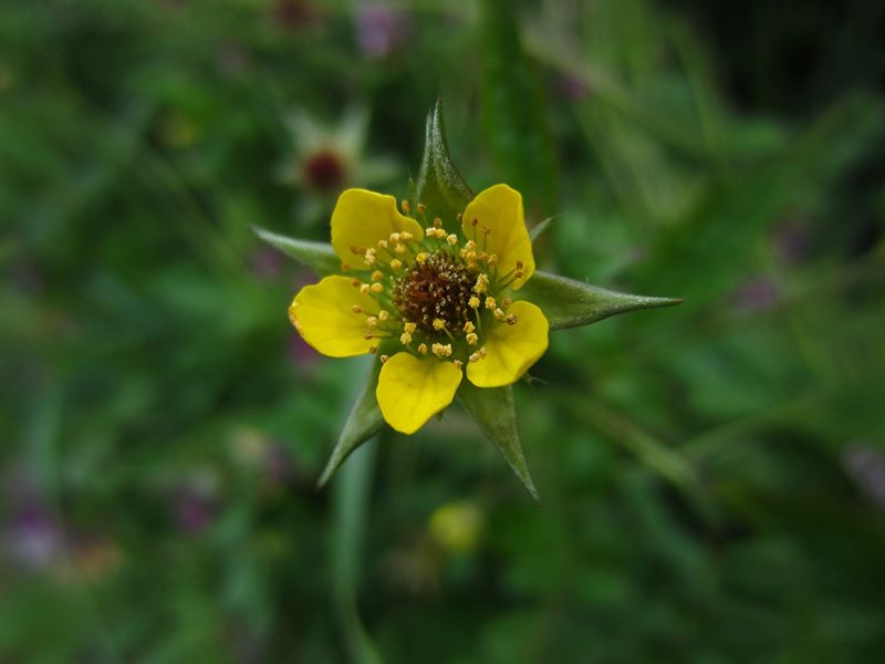 Wood Avens Geum urbanum maghyl keylley