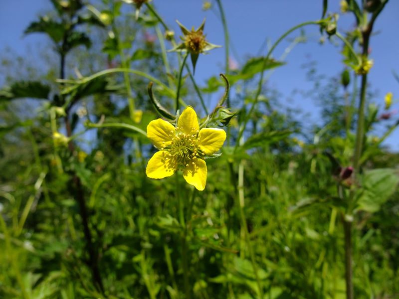 Wood Avens Geum urbanum maghyl keylley