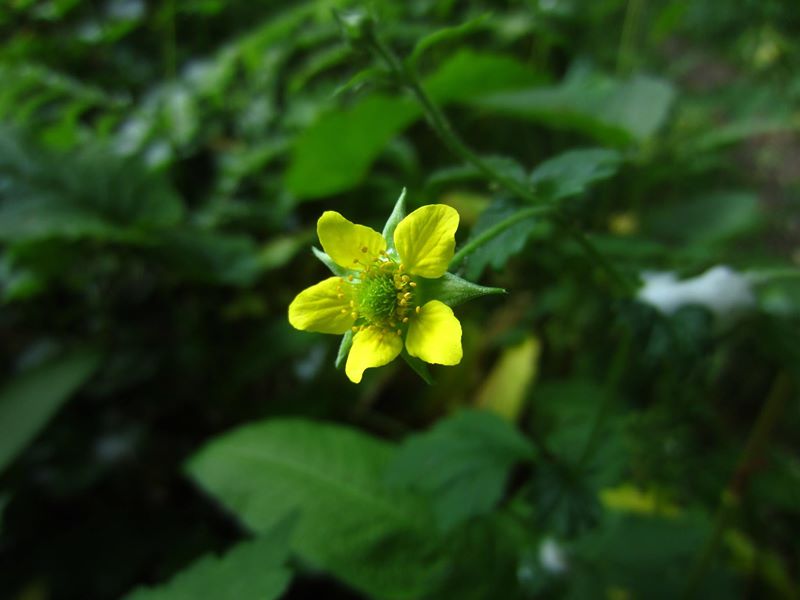 Wood Avens Geum urbanum maghyl keylley