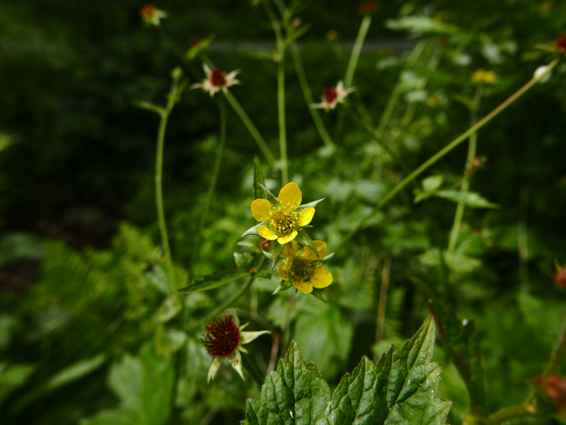 Wood Avens Geum urbanum maghyl keylley