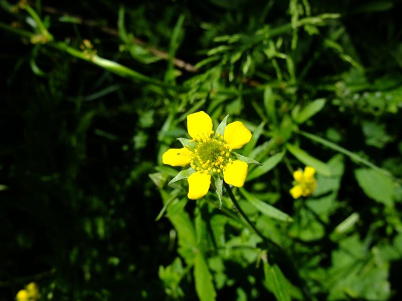 Wood Avens Geum urbanum maghyl keylley