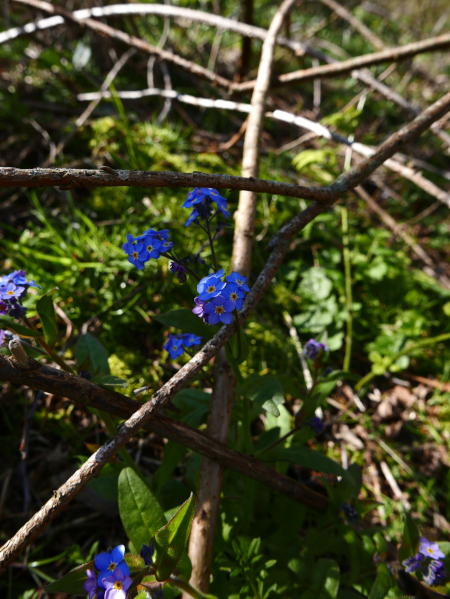 Wood Forget-me-not Myosotis sylvatica Lus-veiygh cheylley