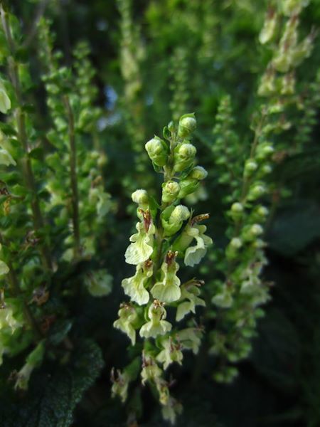 Wood Sage Teucrium scorodonia creaghlaght