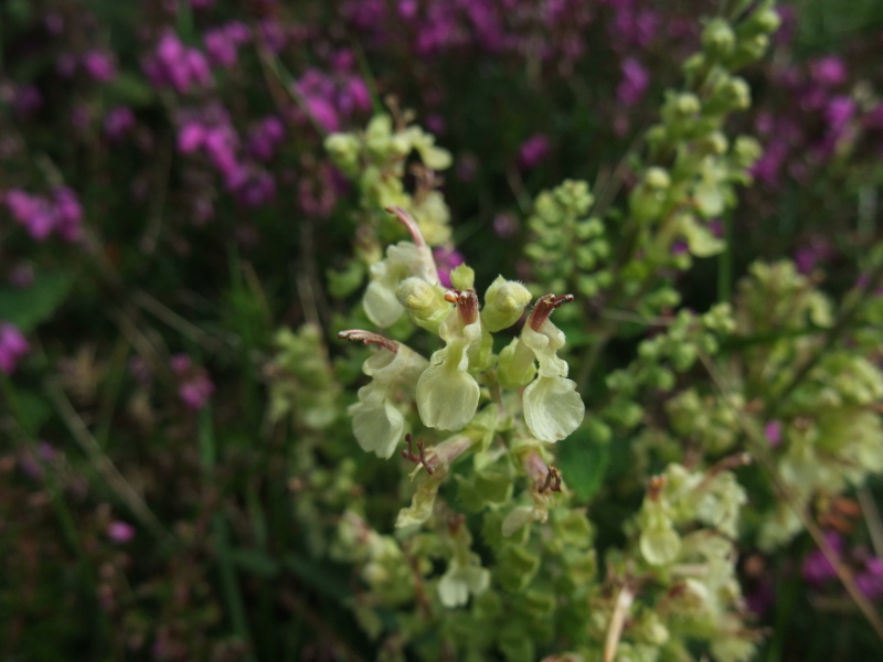 Wood Sage Teucrium scorodonia creaghlaght