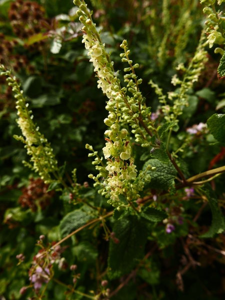 Wood Sage Teucrium scorodonia creaghlaght