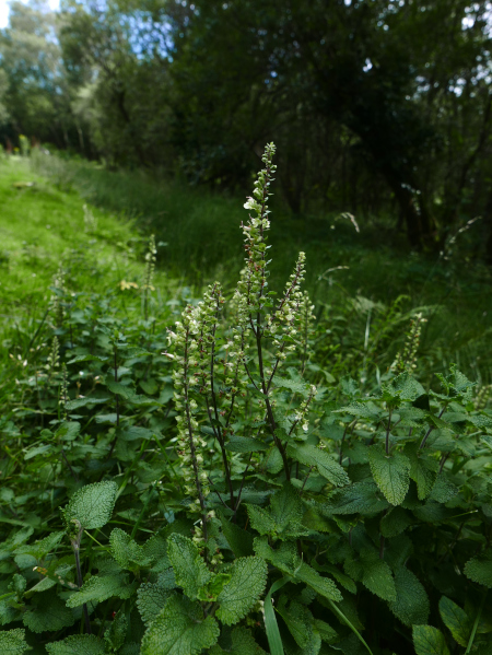 Wood Sage Teucrium scorodonia creaghlaght