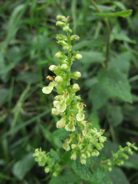 Wood Sage Teucrium scorodonia creaghlaght