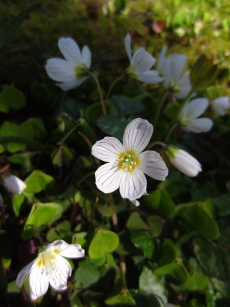 Wood Sorrel Oxalis acetosella Bee cooag