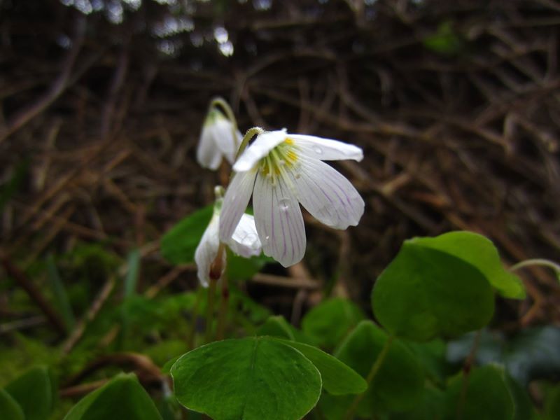 Wood Sorrel Oxalis acetosella Bee cooag