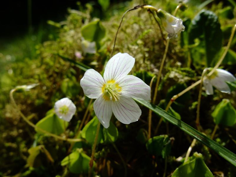 Wood Sorrel Oxalis acetosella Bee cooag