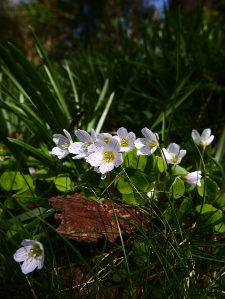 Wood Sorrel Oxalis acetosella Bee cooag