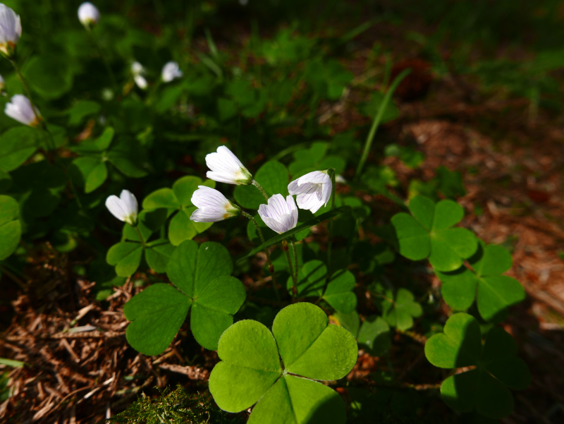 Wood Sorrel Oxalis acetosella Bee cooag