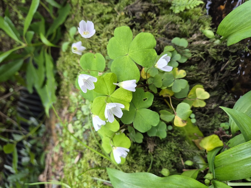 Wood Sorrel Oxalis acetosella Bee cooag