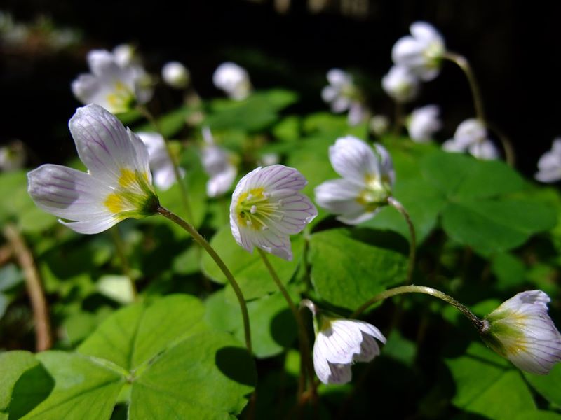 Wood Sorrel Oxalis acetosella Bee cooag