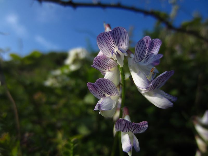 Wood Vetch Vicia sylvatica pishyr ny keylley