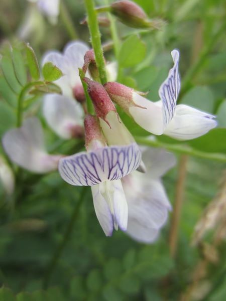 Wood Vetch Vicia sylvatica pishyr ny keylley