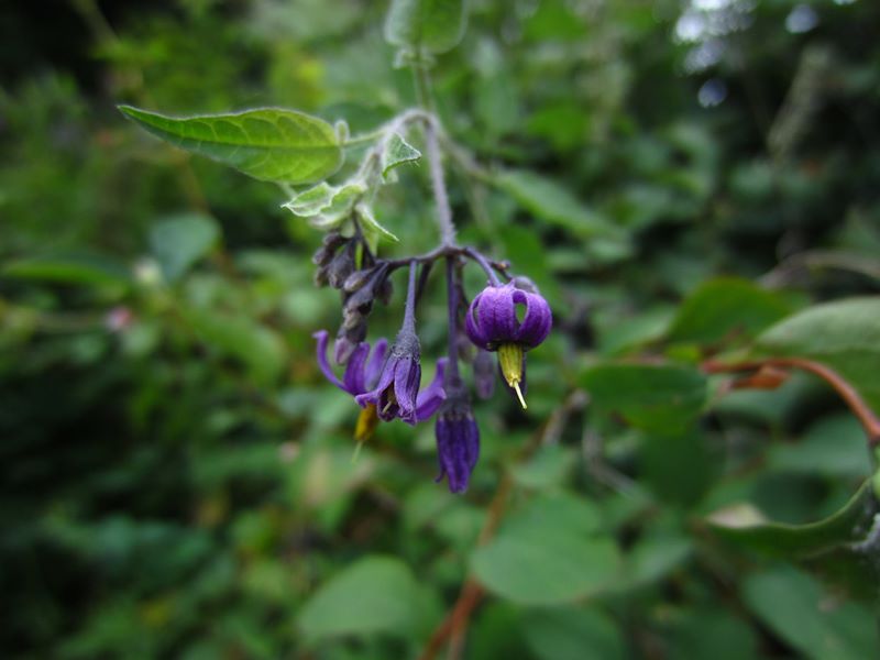 Woody Nightshade Solanum dulcamara Croanreisht