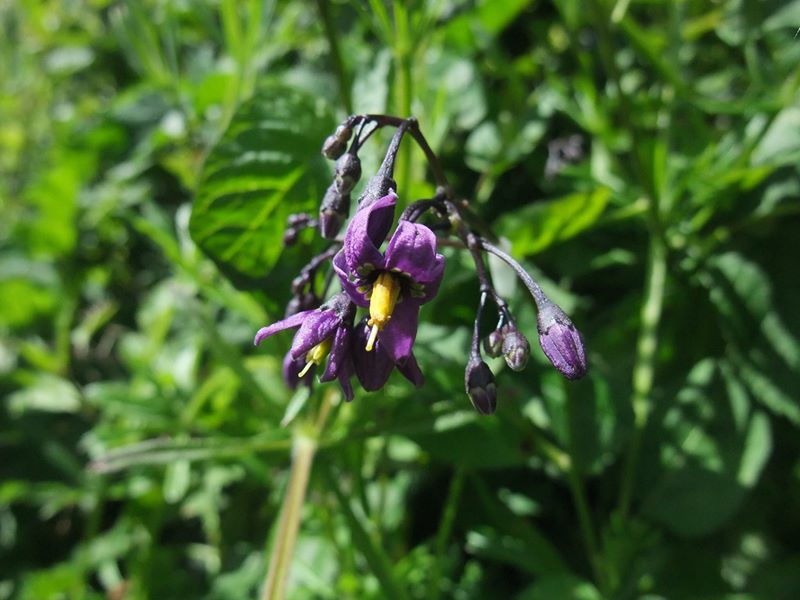 Woody Nightshade Solanum dulcamara Croanreisht