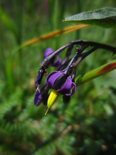 Woody Nightshade Solanum dulcamara Croanreisht