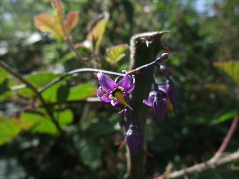 Woody Nightshade Solanum dulcamara Croanreisht