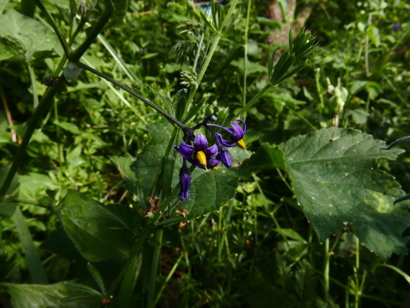 Woody Nightshade Solanum dulcamara Croanreisht