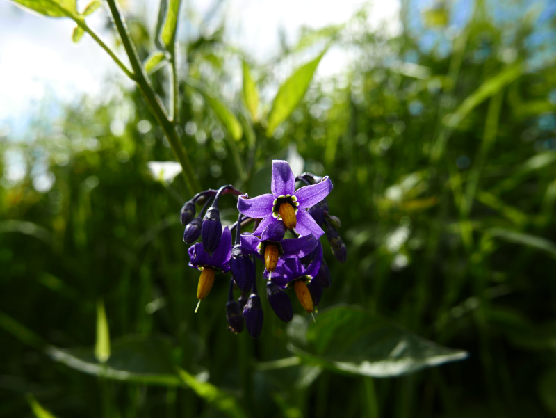 Woody Nightshade Solanum dulcamara Croanreisht