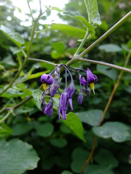 Woody Nightshade Solanum dulcamara Croanreisht