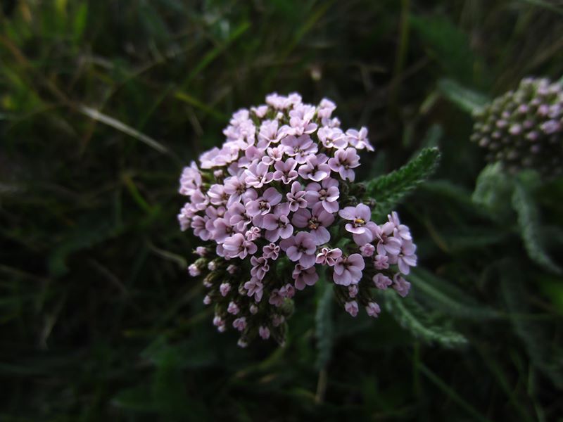 Yarrow Achillea millefolium ayr hallooin