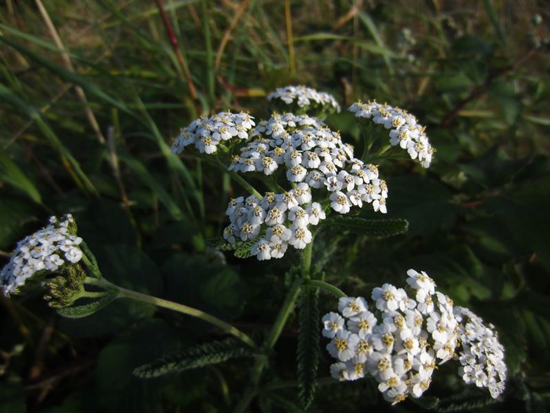 Yarrow Achillea millefolium ayr hallooin