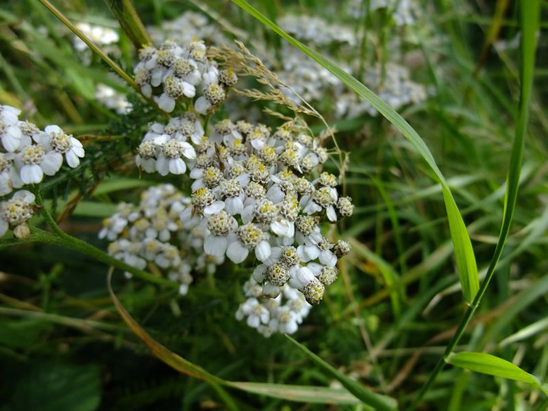 Yarrow Achillea millefolium ayr hallooin