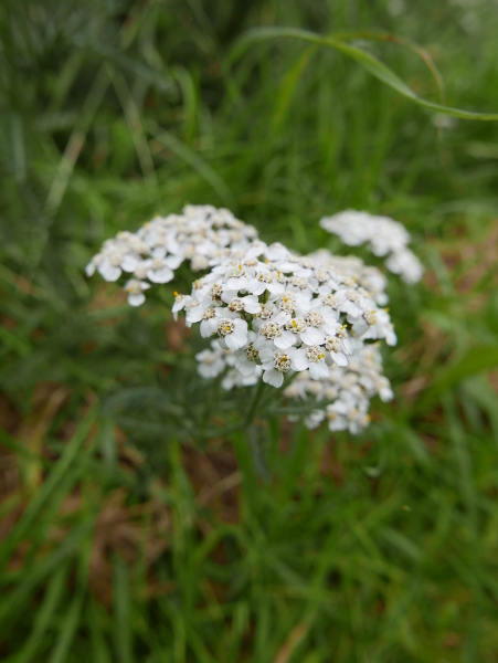 Yarrow Achillea millefolium ayr hallooin