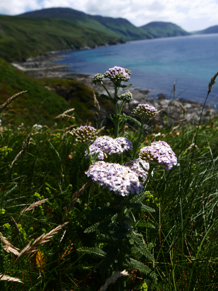 Yarrow Achillea millefolium ayr hallooin