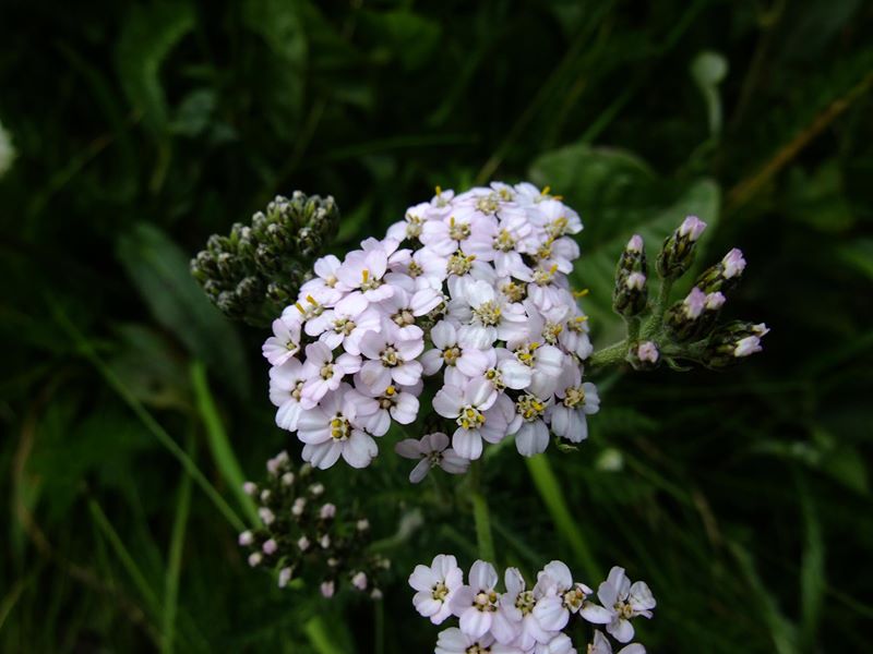 Yarrow Achillea millefolium ayr hallooin