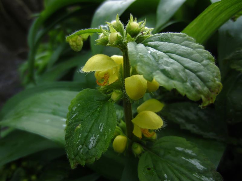 Yellow Archangel Lamium galeobdolon ard-losserey firryn