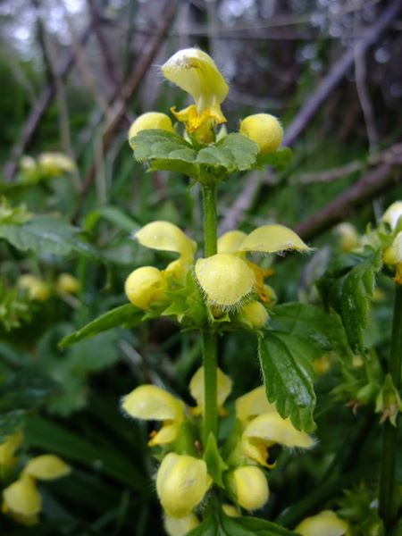 Yellow Archangel Lamium galeobdolon ard-losserey firryn